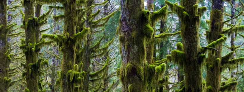 Moss covered trees at Nooksack