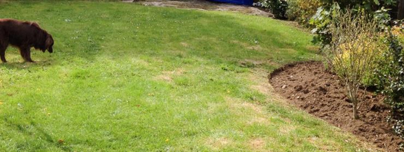 Ruby the puppy in the garden